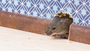 mice-rats-dust-mites-and-silverfish-who-are-you-sharing-your-house-with-136398438303103901-150602155805