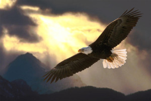 bird6