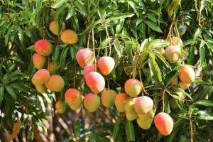mango2