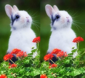 rabbit